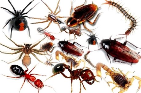 Dịch vụ diệt mối,diệt kiến,diệt côn trùng.